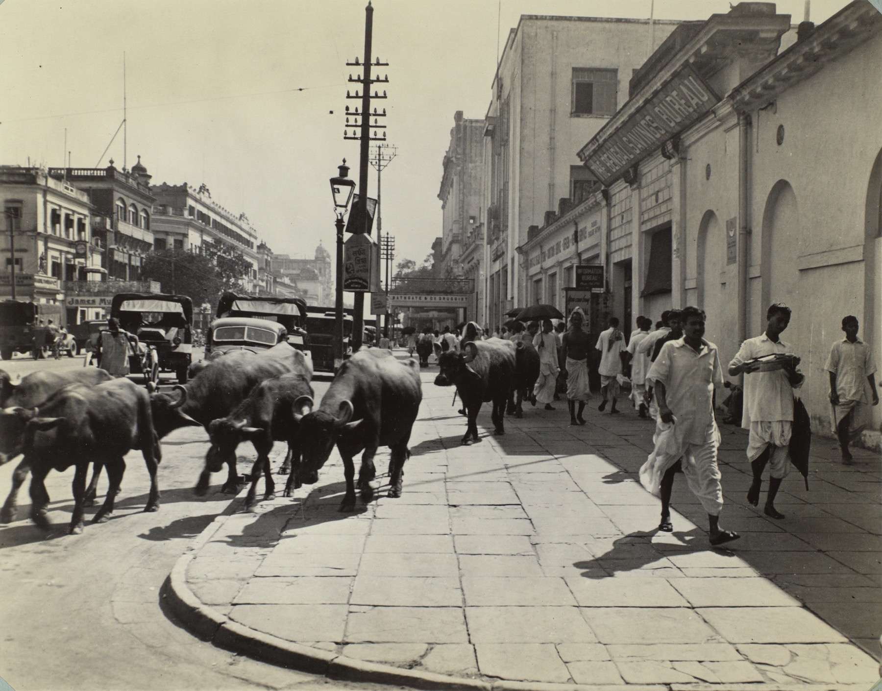 buffaloes_traffic.jpg Buffaloes traffic